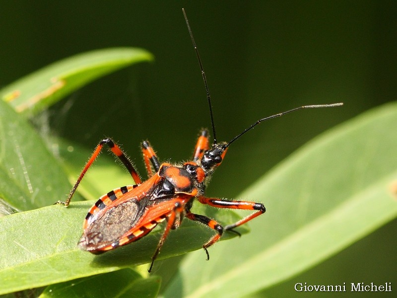 Rhynocoris iracundus? - Rhynocoris rubricus